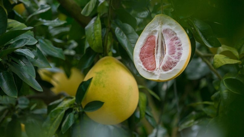 Pomelo mažina kraujospūdį, stiprina kaulus ir imuninę sistemą